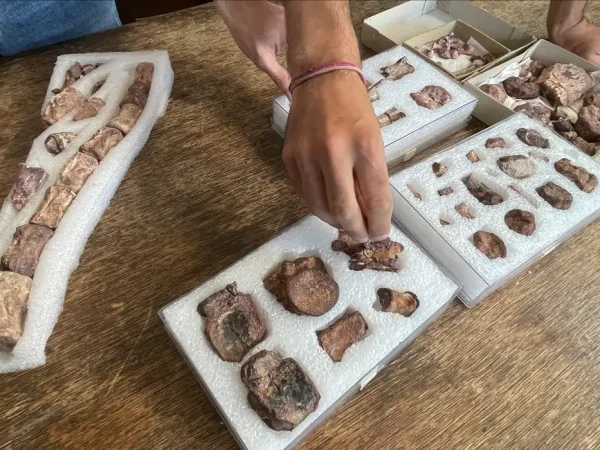 O paleontólogo argentino Sebastian Rozadilla segura um fóssil do