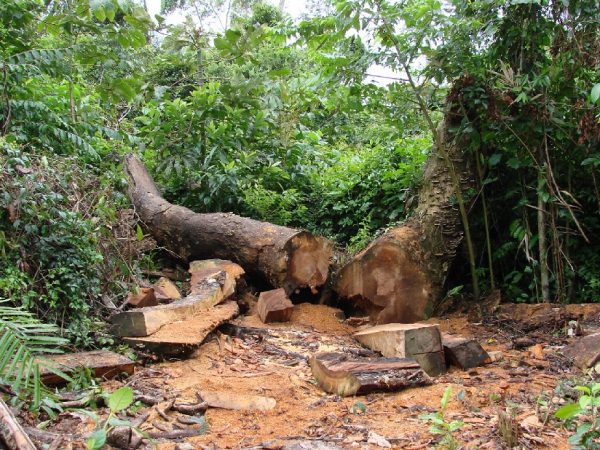 Os meses de abril e dezembro do ano passado foram os campeões em desmatamento no Estado. — Foto: Divulgação