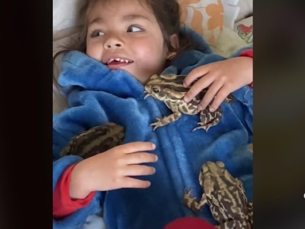 Lívia, de 2 anos, convive e cuida de sapos, ratos, galinhas, baratas e outros animais silvestres em seu dia a dia e viraliza nas redes sociais. — Foto: Reprodução