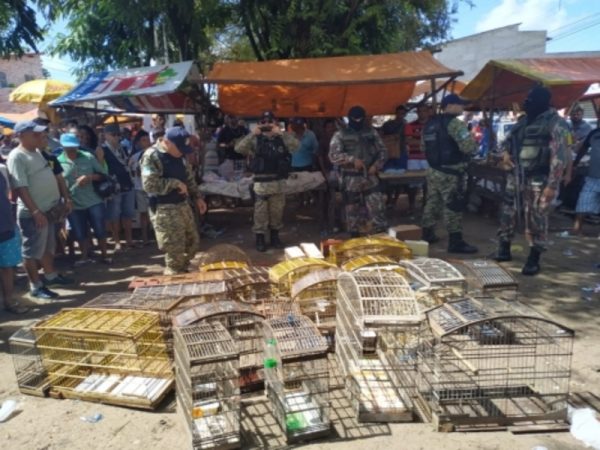 Os animais estavam sendo comercializadas ilegalmente na feira livre do bairro Nova Natal, Zona Norte da capital — Foto: Assessoria.