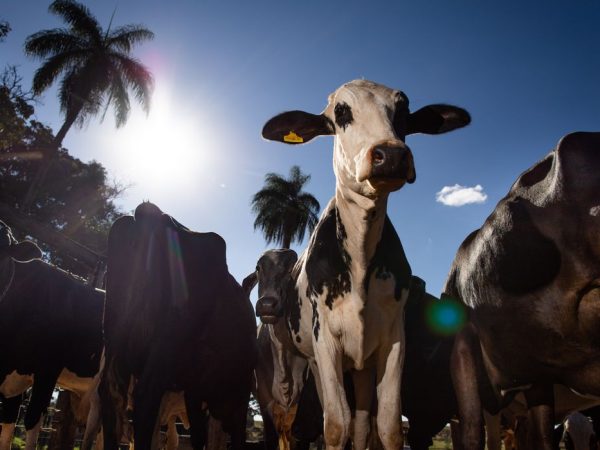 50020476956_1536b333a8_o Pecuária leiteira, Gado de leite, Ordenha, Armazenamento de leite