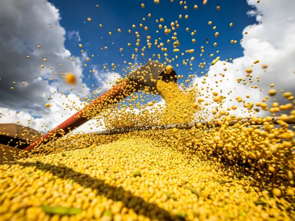 Colheita de soja, agricultura