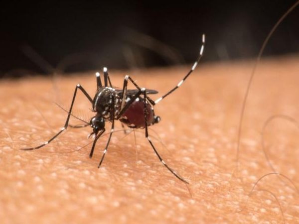 Aedes aegypti é reconhecido por sua coloração escura com listras brancas ao longo do corpo e pernas; ele é menor que outros mosquitos comuns e é diurno — Foto: GETTY IMAGES via BBC