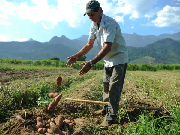 Rio de Janeiro - Colheita de batata-doce biofortificada, fornecida pela Embrapa para alguns produtores rurais de Magé-RJ alcança boa produtividade. Na foto, o agricultor Laerte Luiz da Rosa (Tomaz Silva/Agência Brasil)