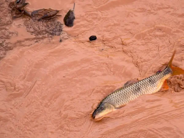 Governador Valadares (MG) - Passagem da lama pelo Rio Doce, por causa do rompimento de duas barragens em Mariana, Minas Gerais, causa desastre ambiental (Leonardo Merçon/Instituto Últimos Refúgios/Divulgação)