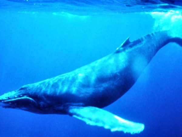 Baleia Azul © Wikipedia