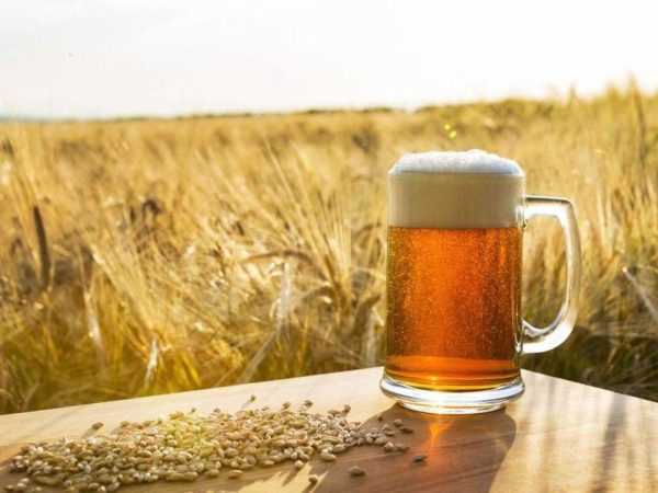 A cerveja puro malte tem em sua composição 100% de malte proveniente da cevada (Foto: Divulgação)