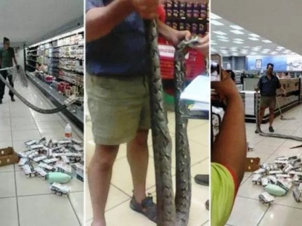 s gritos de “Cobra! Cobra!” da mulher alertaram os seguranças do supermercado - Reprodução