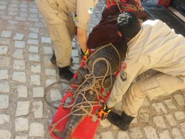 Jacaré capturado em Mossoró com mais de 2 metros - CBM/ASSCOM