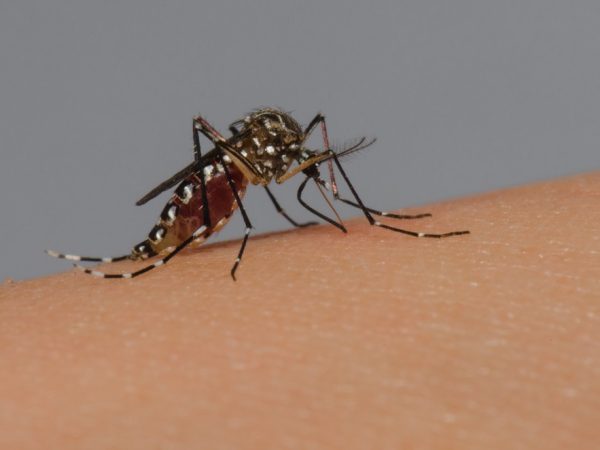 Mosquito Aedes aegypti — Foto: Rodrigo Méxas e Raquel Portugal/Fundação Oswaldo Cruz/Divulgação