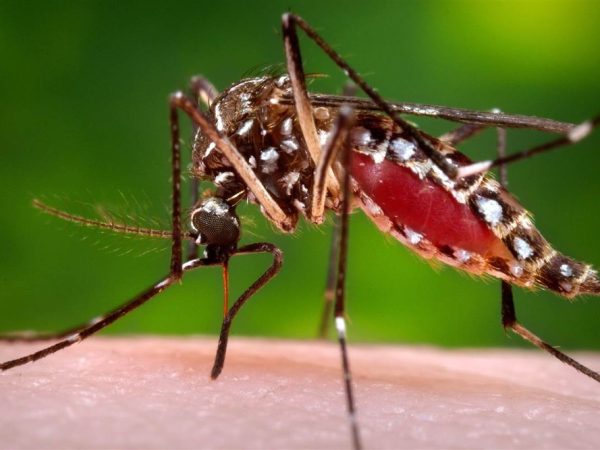 Fêmea do Aedes aegypti é responsável pela transmissão da febre amarela, dengue, chikungunya e zika vírus — Foto: Divulgação