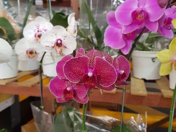 Evento reúne duas paixões dos colecionadores de flores: Orquídeas e Rosas do Deserto — Foto: Divulgação