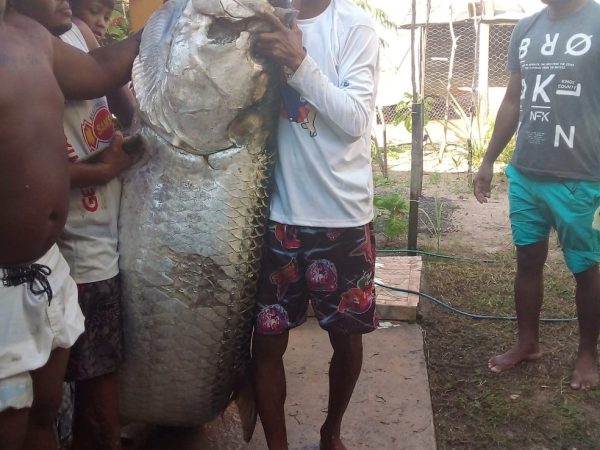 Animal é da espécie Camarupim. O pescador levou cerca de 2 horas para retirar o peixe da água. — Foto: Reprodução