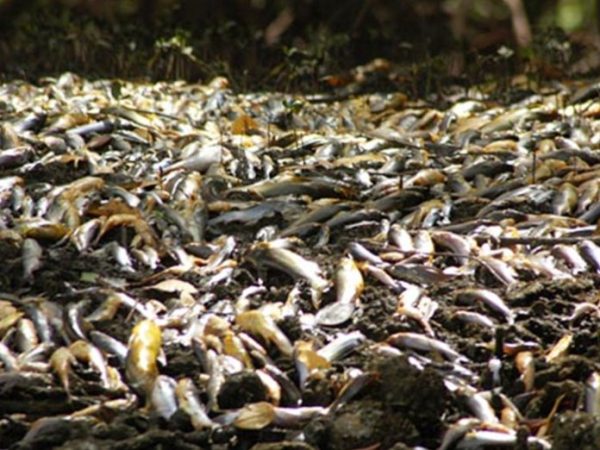 Despejo irregular de dejetos industriais, em 2007, resultou na mortandade de toneladas de peixes e prejudicou comunidades ribeirinhas — Foto: Reprodução
