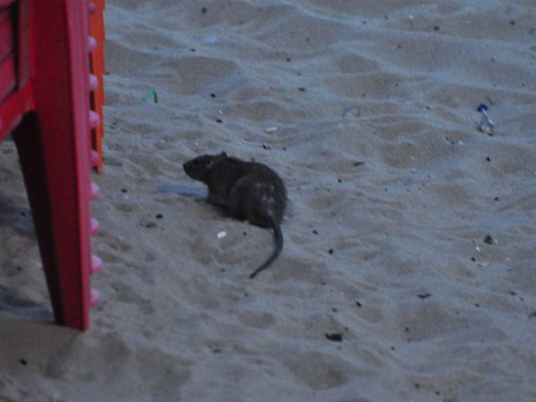 Primeiro ponto de ação contra o avanço das ratazanas será em Ponta Negra, na zona Sul da cidade — Foto: José Aldenir / Agora Imagens