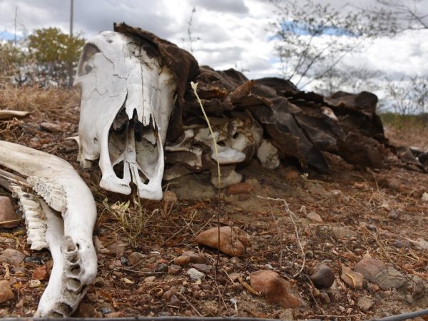 Com a seca prolongada, animais mortos às margens das rodovias que cortam o estado compõem cenário desolador (Foto: Anderson Barbosa e Fred Carvalho/G1)