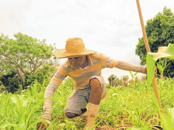 Ministério da Agricultura publicou portaria autorizando o pagamento integral de R$ 850,00 para cada agricultor — Foto: Antonio Rodrigues