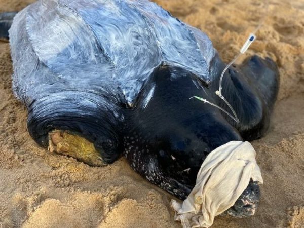 Tartaruga-de-couro está ameaçada de extinção, segundo a União Internacional para a Conservação da Natureza — Foto: PCCB-UERN/Divulgação
