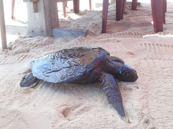 Tartaruga foi encontrada com vida em Sagi, RN, mas não resistiu à contaminação pelo óleo e morreu — Foto: Projeto Cetáceos da Costa Branca