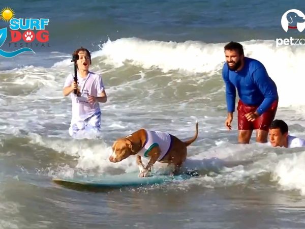 O Surf Dog é uma prática muito comum nos Estados Unidos. — Foto: Petzoo