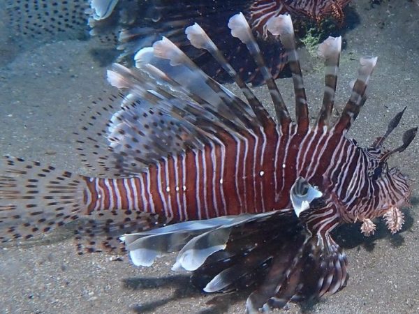 a-9- Peixe-leão está presente na costa nordestina — Foto: coconut-etiennus / iNaturalist