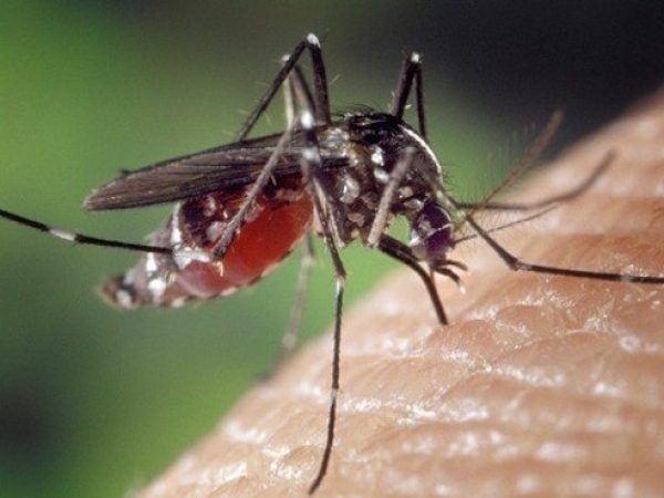 Aedes Aegypit, mosquito transmissor da dengue. — Foto: Reprodução