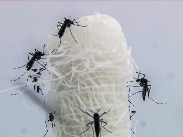 Rio de Janeiro (RJ) 13/04/2024 - Epidemia de dengue no Brasil é o tema do Caminhos da Reportagem deste domingo
Frame EBC