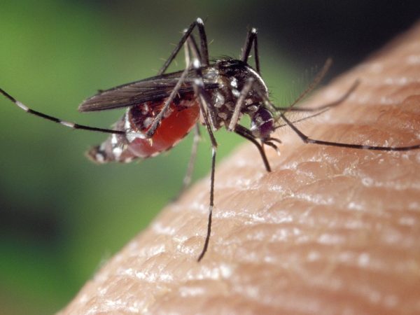Aedes aegypti transmite febre amarela, dengue, zika e chikungunya no Brasil (Foto: Pixabay/Divulgação)