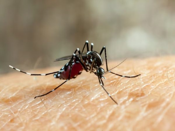 Mosquito transmissor da dengue, Aedes aegypti — Foto: Freepik