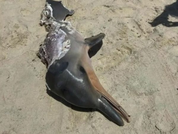 Golfinho foi encontrado morto com marca de mordida de tubarão no litoral do RN — Foto: Alinne Botelho/Projeto Mamíferos Marinhos/Cedida
