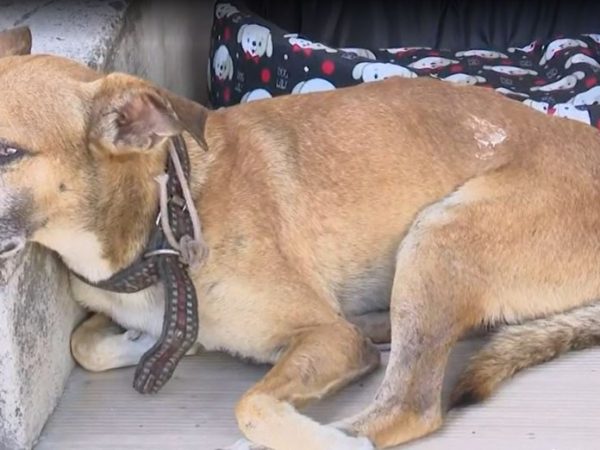 Cachorro 'Amigão' recebe alta após ser atropelado, em Mangabeira — Foto: TV Cabo Branco/Reprodução