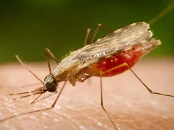 Mosquito Anopheles transmissor da malária