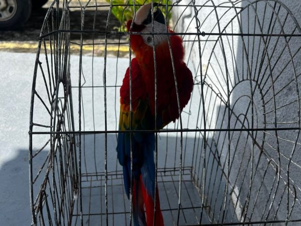 Arara vermelha foi roubada no dia 29 de junho. — Foto: Divulgação