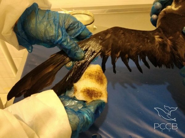Animal da espécie bobo-pequeno foi encontrado com 25% do corpo coberto pelo óleo e dificuldade para voar — Foto: PCCB/UERN/Divulgação.