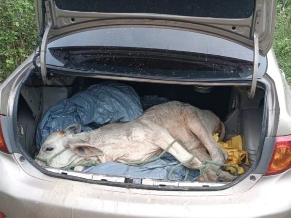 Bezerro encontrado dentro de porta-malas de carro atolado no interior do RN — Foto: PM/Divulgação