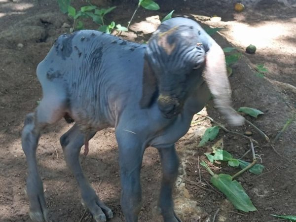Cabrito nasceu sem pelos no interior do Rio Grande do Norte — Foto: Reprodução/Inter TV Cabugi