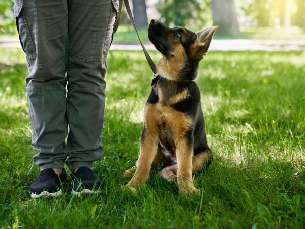 Cachorro cão adestrado adestramento treinado — Foto: ArtPhoto_studio/Freepik