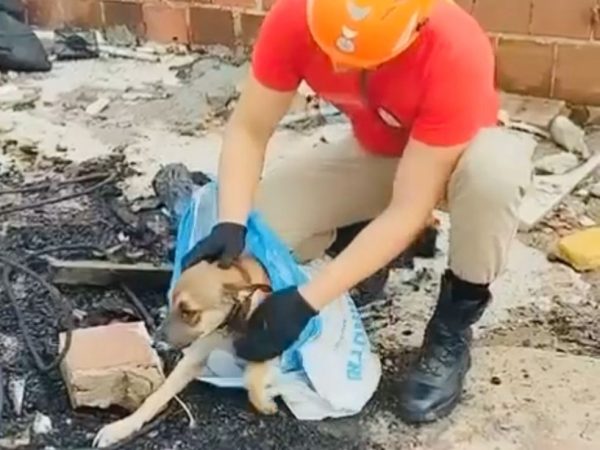 Bombeira resgata cachorro preso dentro de um poço, em João Pessoa — Foto: Corpo de Bombeiros da Paraíba