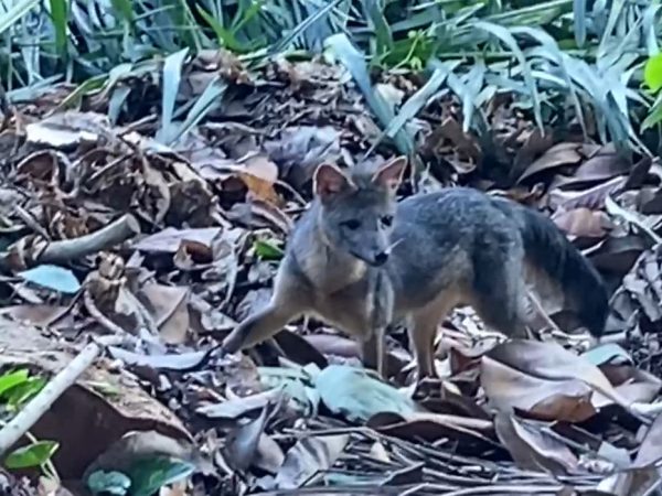 Rio de Janeiro (R) 22.07.2024 - Visita surpresa do cachorro-do-mato no Parque Nacional da TijucaFoto: Plínio Júnior/Parque Nacional da Tijuca