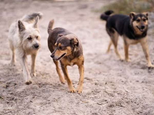 MPPB aciona Justiça para que São João do Rio do Peixe tire animais das ruas — Foto: Reprodução/Freepik