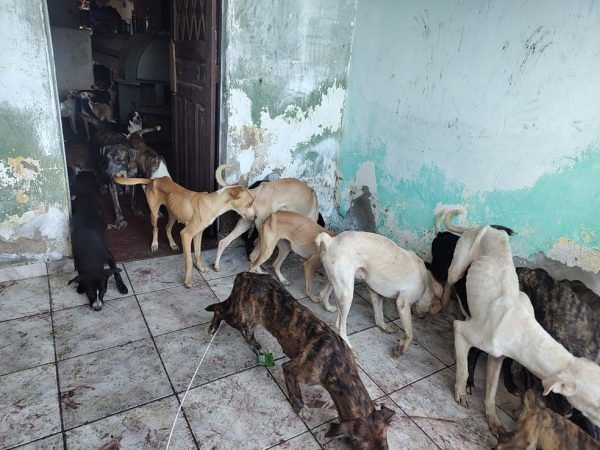 Cerca de 40 cães são resgatados de situação de abandono em Campina Grande — Foto: Reprodução/Polícia Civil