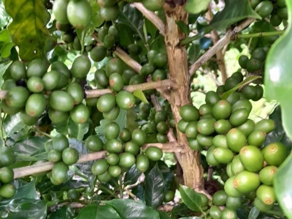 Café produzido em fazenda de Jaçanã, no interior do Rio Grande do Norte — Foto: Cedida