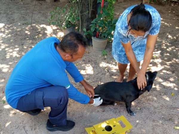 Natal inicia campanha de vacinação antirrábica em cães e gatos — Foto: Divulgação/SMS