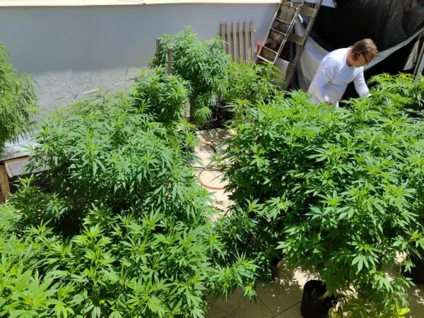Família enfrenta longa jornada para ter acesso a remédios à base de cannabis