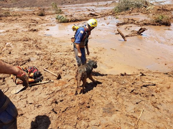 Cão de resgate Hunter, do Corpo de Bombeiros de SC, participa de força-tarefa enviada a Brumadinho. — Foto: Corpo de Bombeiros/Divulgação
