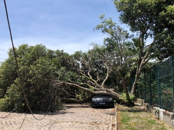 Árvore cai sobre carro na Zona Sul de Natal — Foto: Layssa Vilela/Inter TV Cabugi