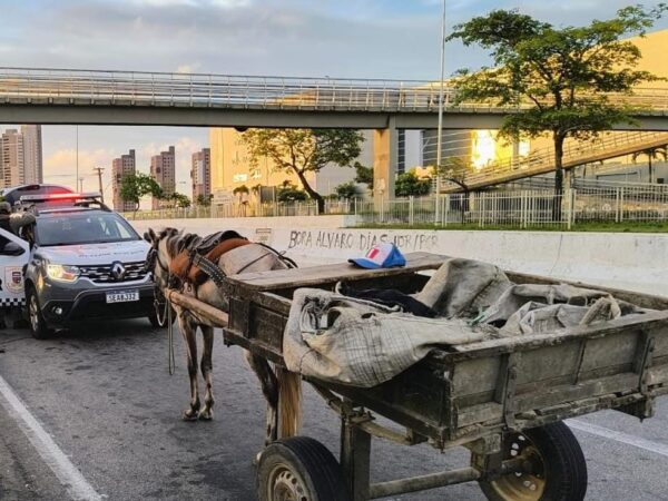 Carroça foi parada por policiais militares — Foto: Divulgação/PM