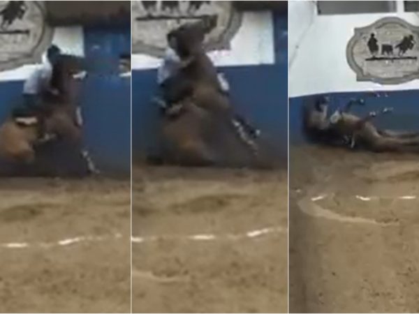 Cavalo morreu durante vaquejada em Caicó, no RN — Foto: Reprodução/TV Universo