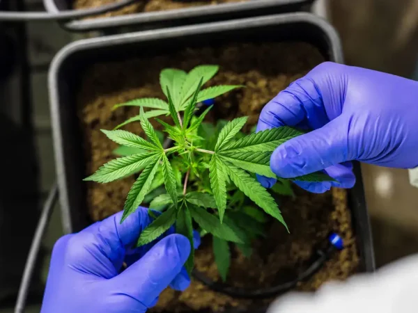 23/06/2023 -  óleo de canabis, canabidiol, cbd, thc. Foto: Pfüderi/ Pixabay