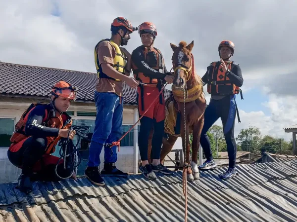 CHUVAS NO RS - Canoas (RS) - Égua Caramelo, que ficou dias ilhada sobre u tehado, é resgatada pelo Corpo de Bombeiros. Foto: Corpo Bombeiros RS